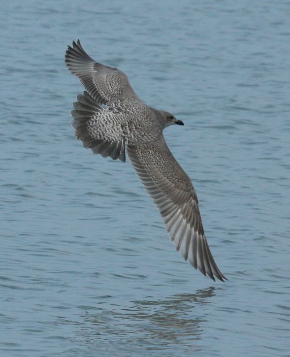 Iceland Gull 