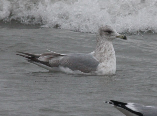 Iceland Gull 