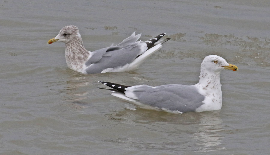 Iceland Gull 
