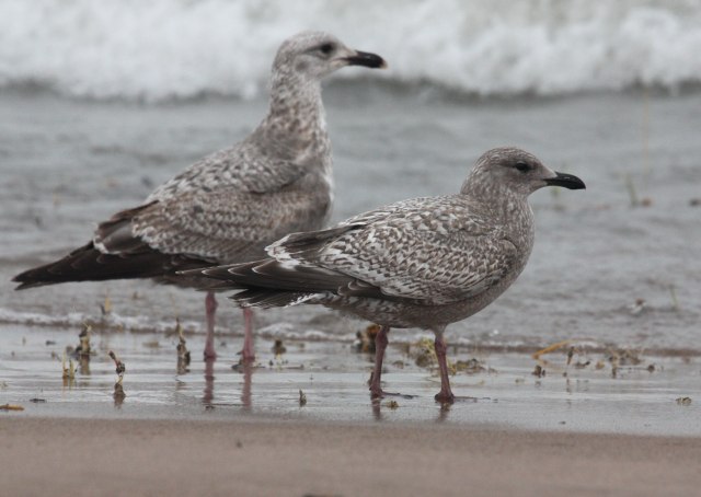 Iceland Gull 