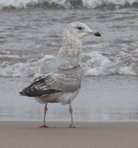 Iceland Gull 