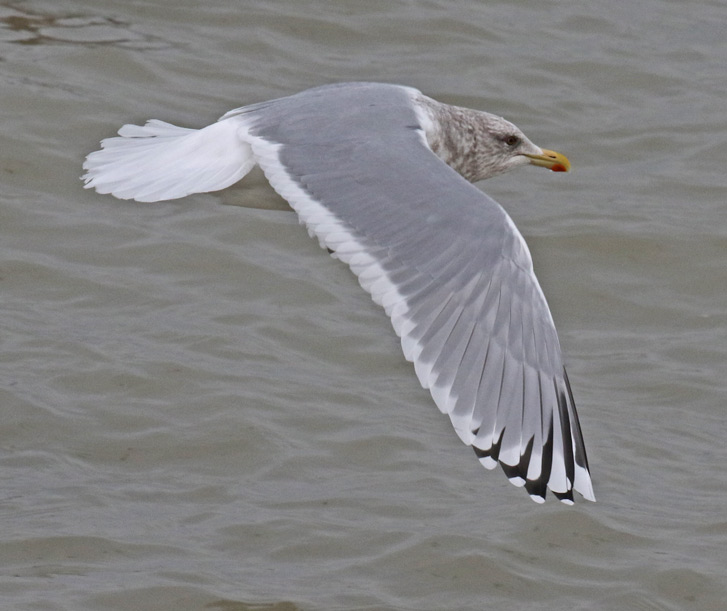 Iceland Gull 