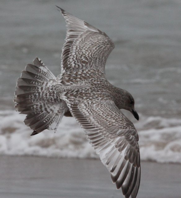 Iceland Gull 