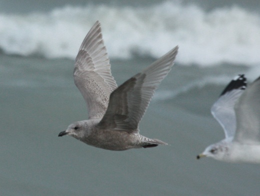 Iceland Gull 