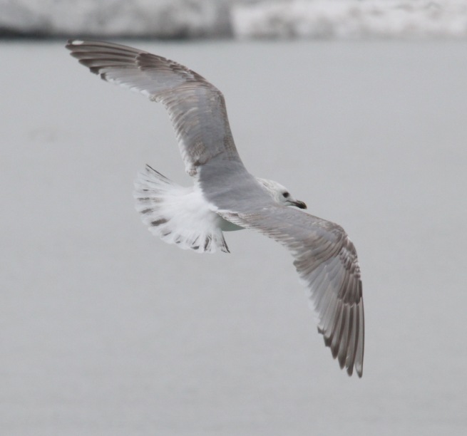 Iceland Gull 