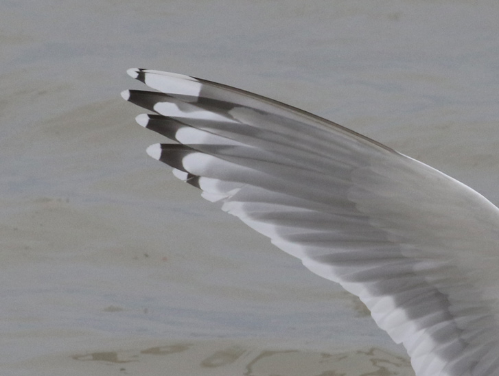 Iceland Gull 