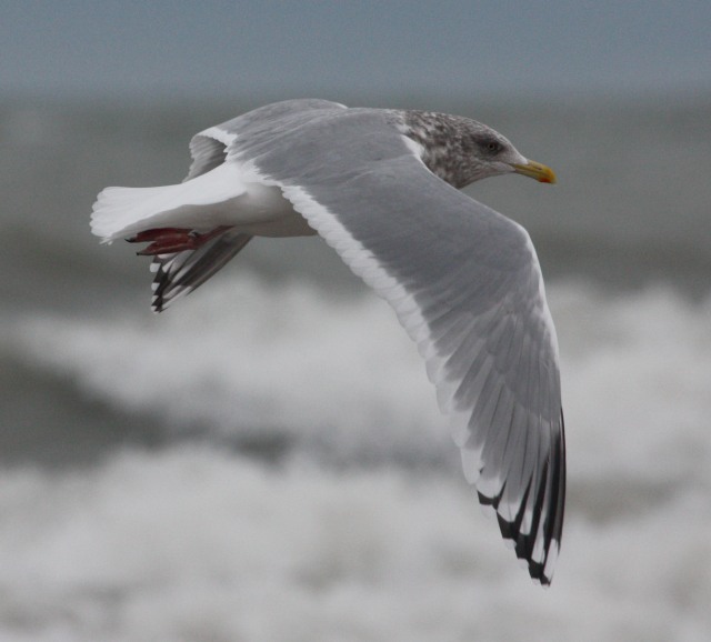 Thayer's Gull (adult)
