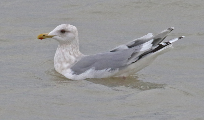 Iceland Gull 