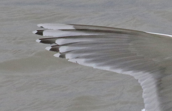Iceland Gull 