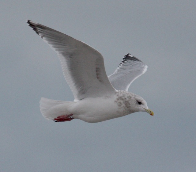 Thayer's Gull (adult)