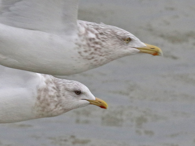 Iceland Gull 