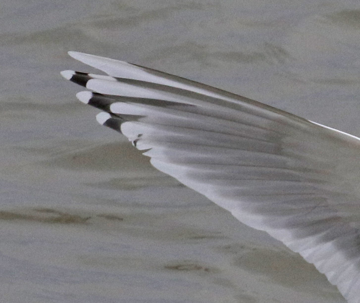 Iceland Gull 
