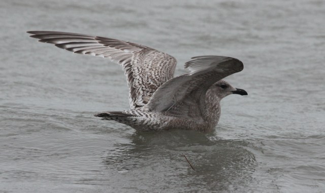 Iceland Gull 