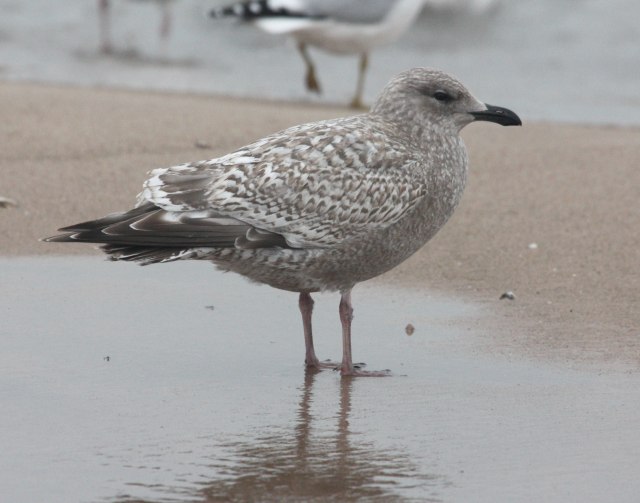 Iceland Gull 