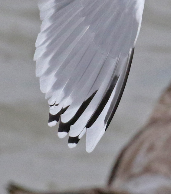 Iceland Gull 