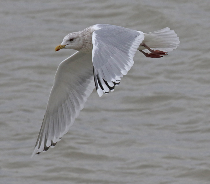 Iceland Gull 