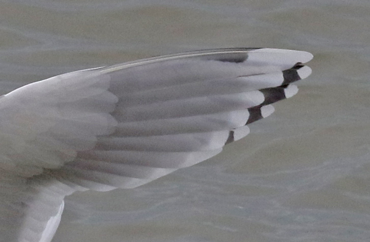Iceland Gull 