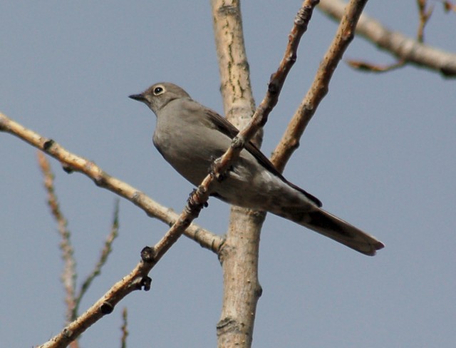 Townsend's Solitaire (adult)