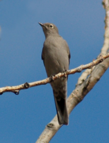Townsend's Solitaire (adult)