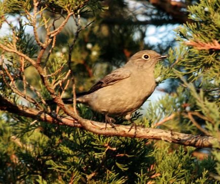 Townsend's Solitaire photo #2