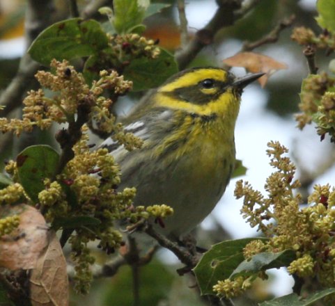 Townsend's Warbler (spring adult female)