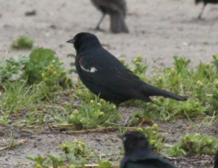 Tricolored Blackbird photo #2