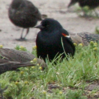 Tricolored Blackbird photo #1