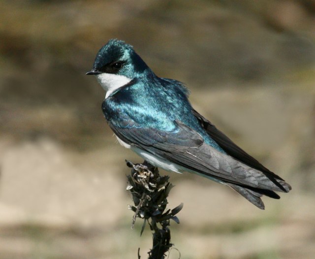 Tree Swallow photo #5