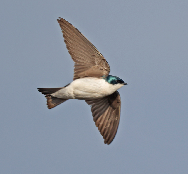 Tree Swallow (in flight)
