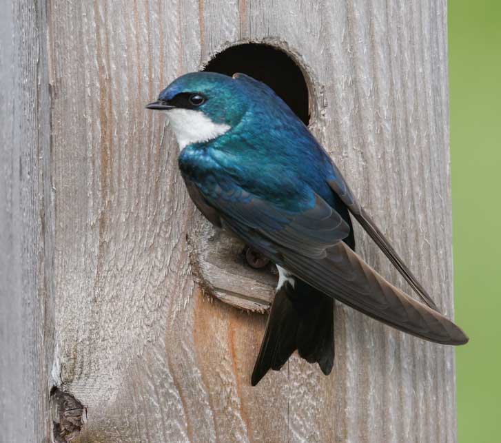 Tree Swallow photo #7