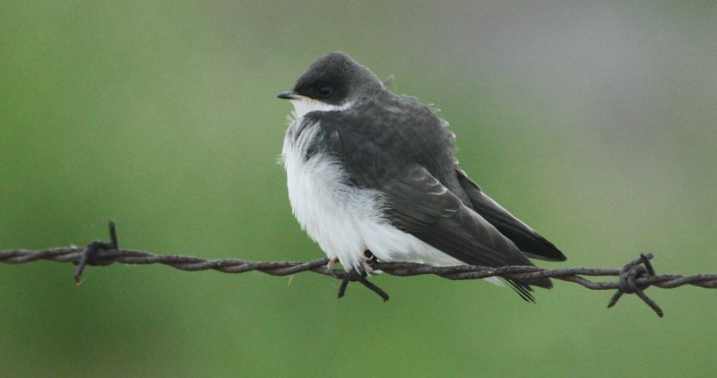 Tree Swallow (juvenile)