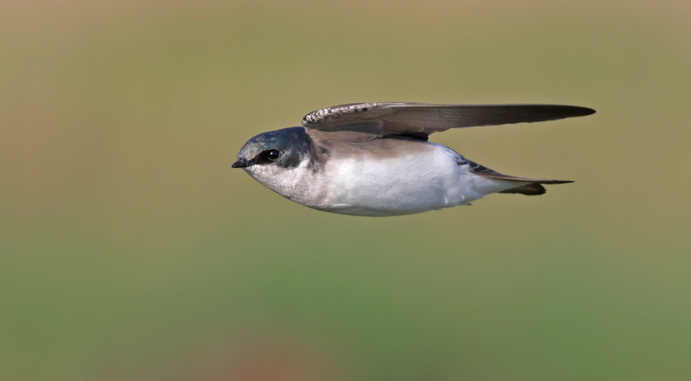 Tree Swallow (in flight)