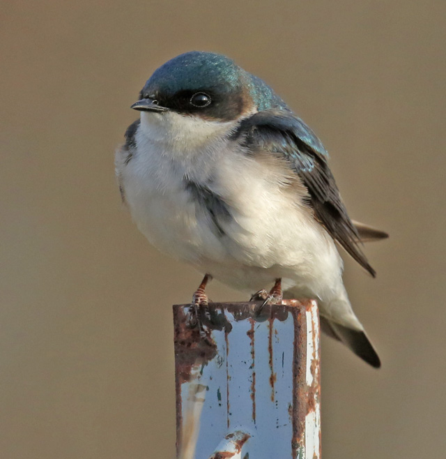 Tree Swallow photo #2