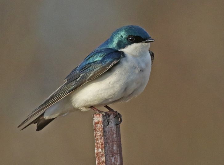 Tree Swallow photo #1