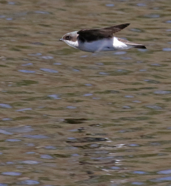 Tree Swallow (in flight)