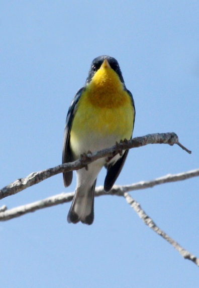 Tropical Parula photo #3