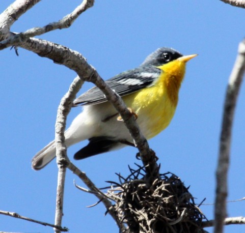 Tropical Parula photo #2