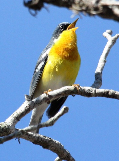 Tropical Parula photo #1