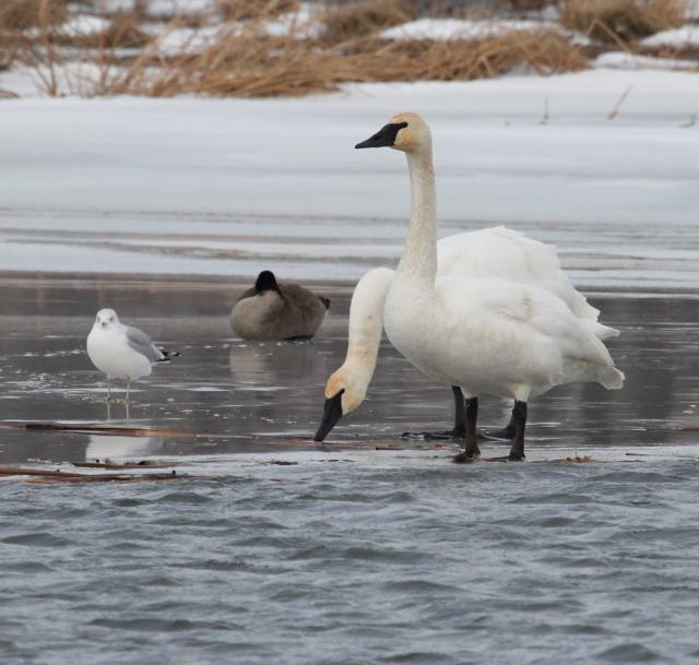 Trumpeter Swan Photo 4