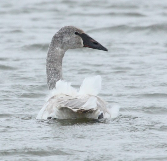 Trumpeter Swan Photo 1