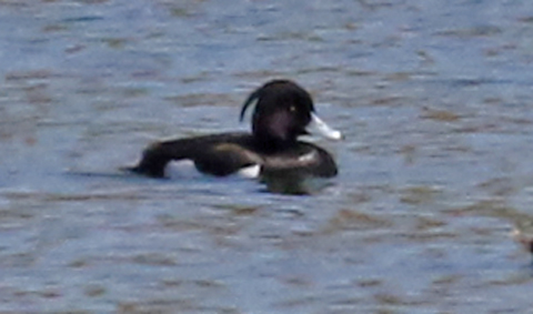 Tufted Duck (male)