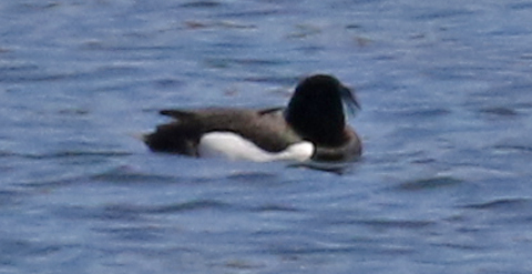 Tufted Duck (male)