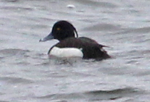 Tufted Duck (male)