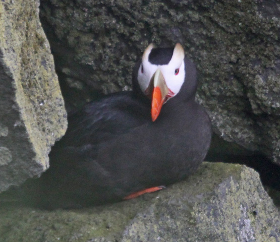 Tufted Puffin