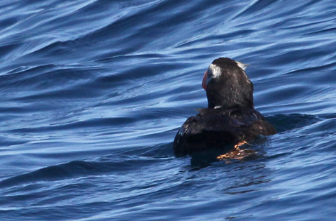 Tufted Puffin (adult nonbreeding)