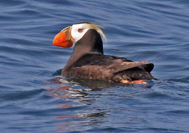 Tufted Puffin