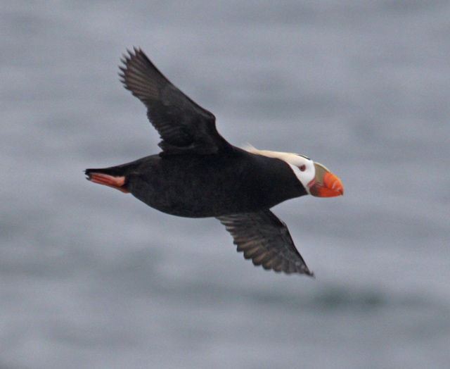 Tufted Puffin
