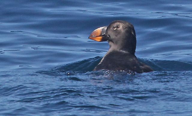 Tufted Puffin (adult nonbreeding)