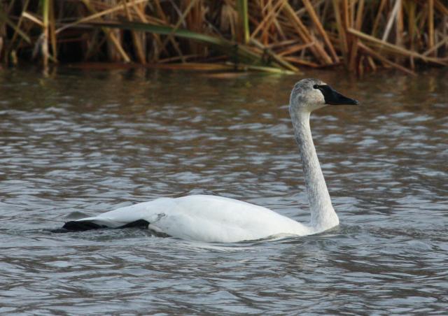 Tundra Swan