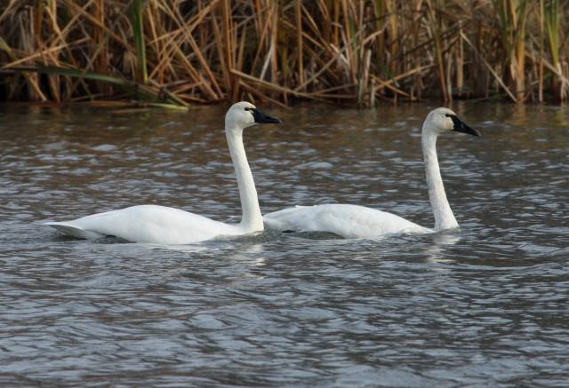 Tundra Swan